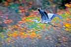 great blue heron in the fall